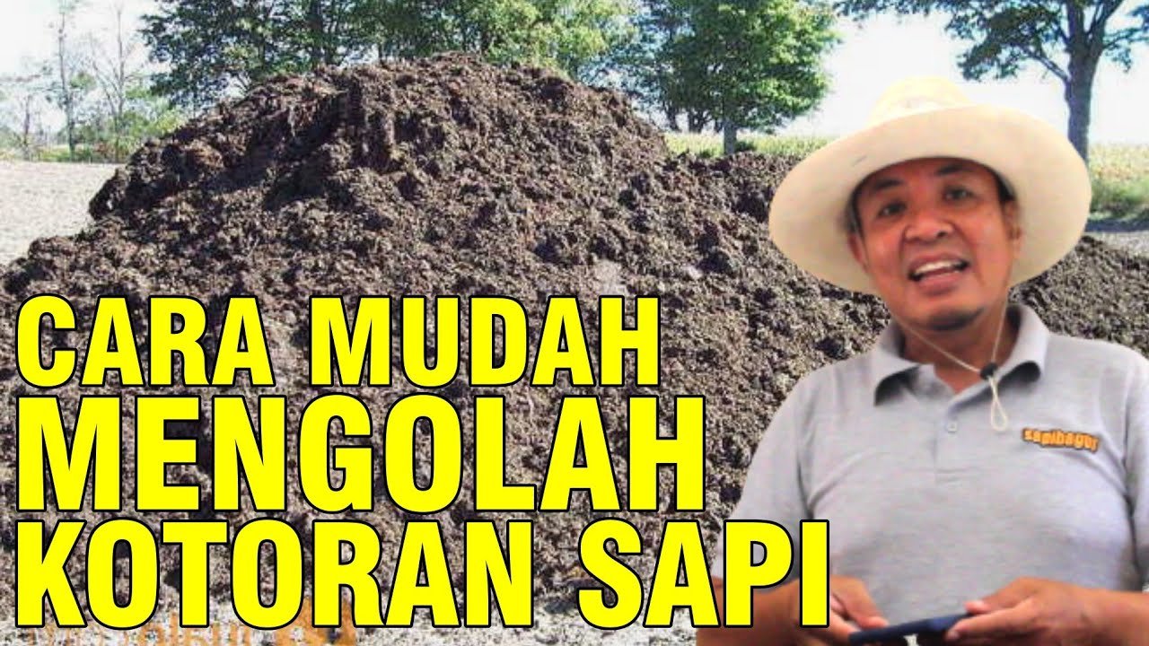 
                                 Cara-Memanfaatkan-Kotoran-Sapi